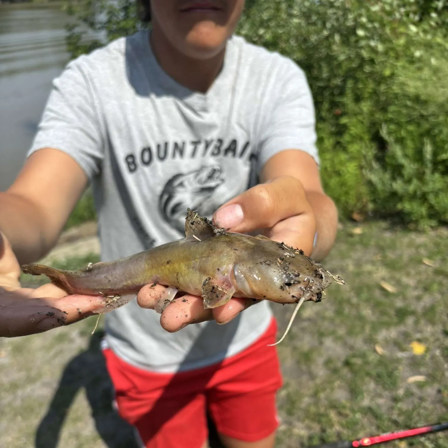 The most recent Stonecat catches on Fishbrain
