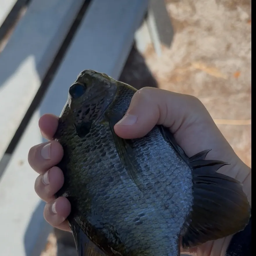 The most recent Coppernose bluegill catches on Fishbrain