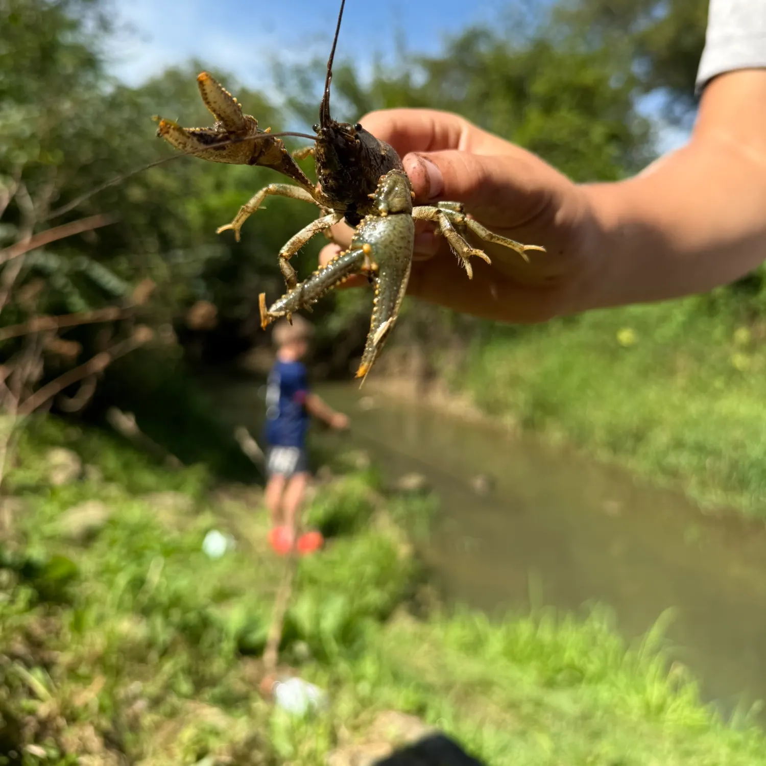 Northern clearwater crayfish caught on Fishbrain