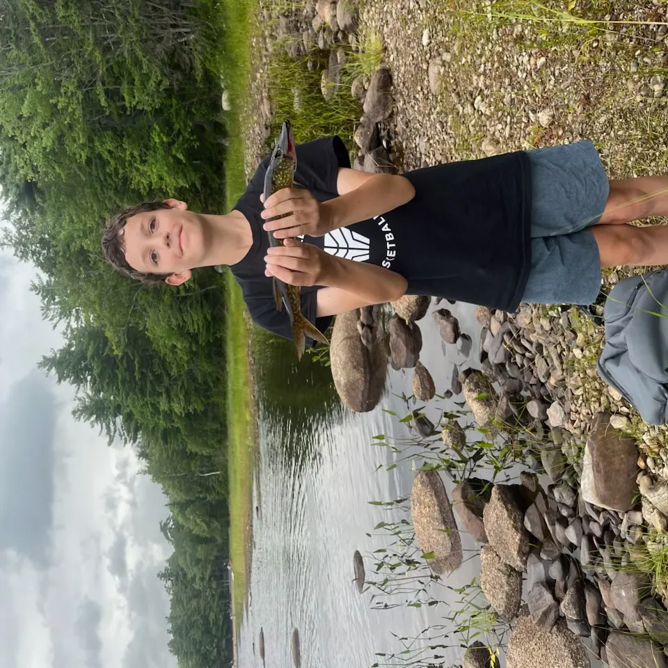 Chain pickerel caught on Fishbrain