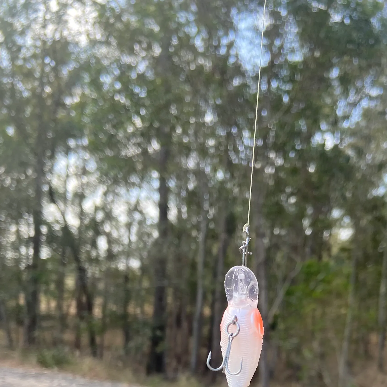 The most recent Spangled perch catches on Fishbrain