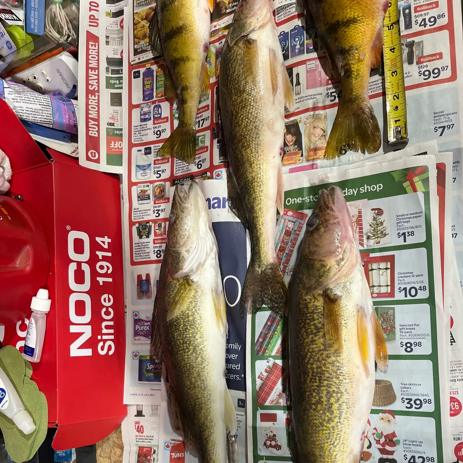recently logged catches