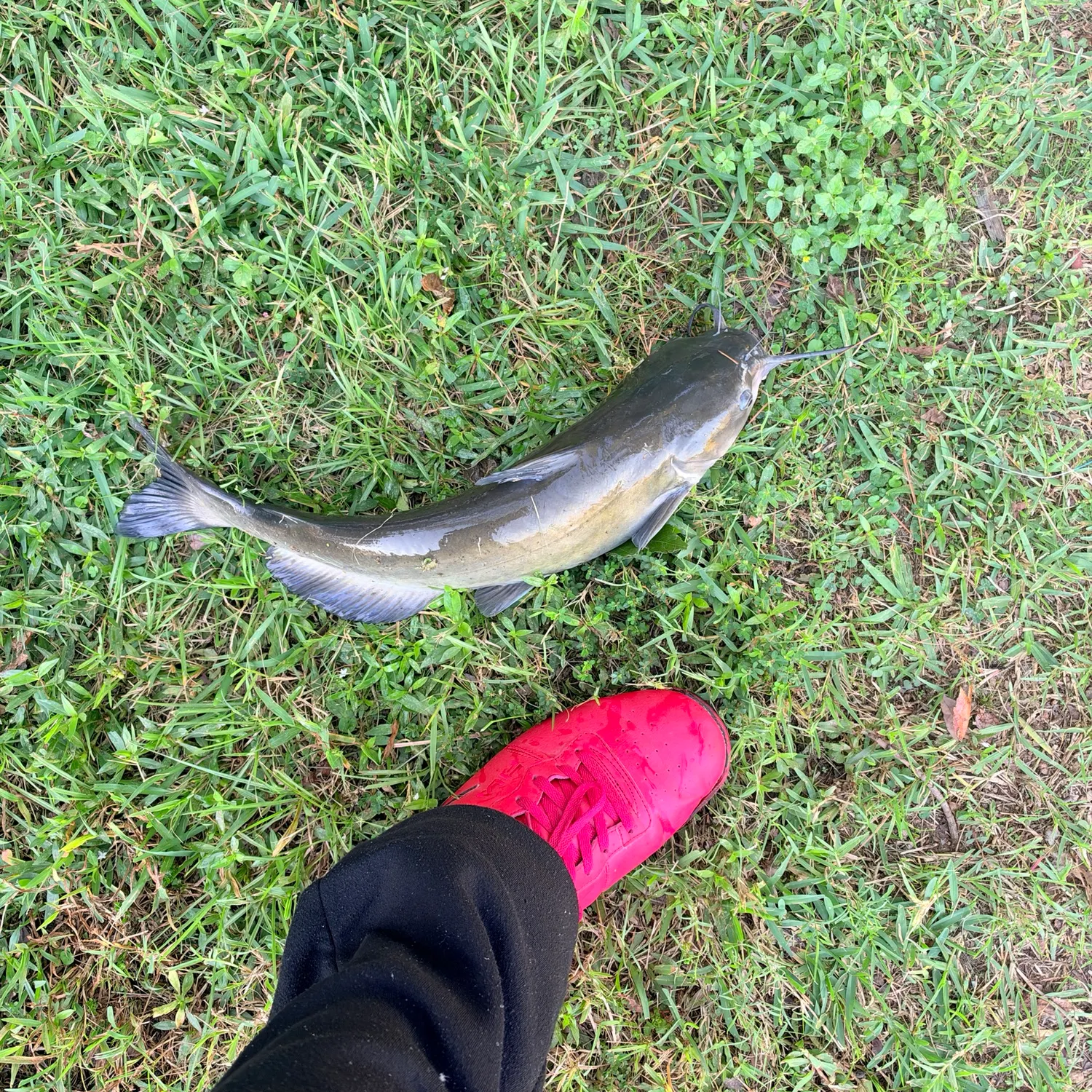 Channel catfish caught on Fishbrain