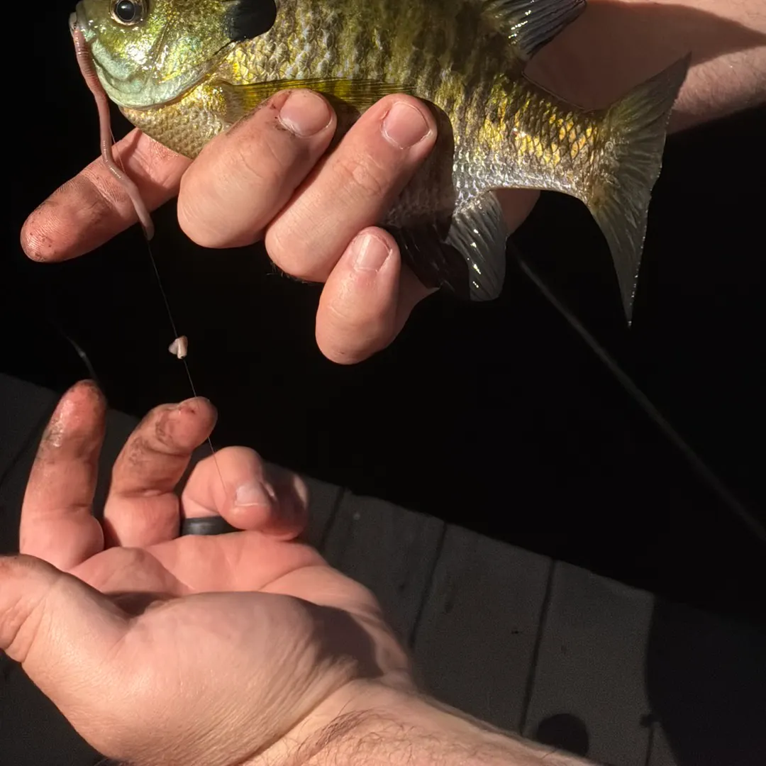 Bluegill caught on Fishbrain