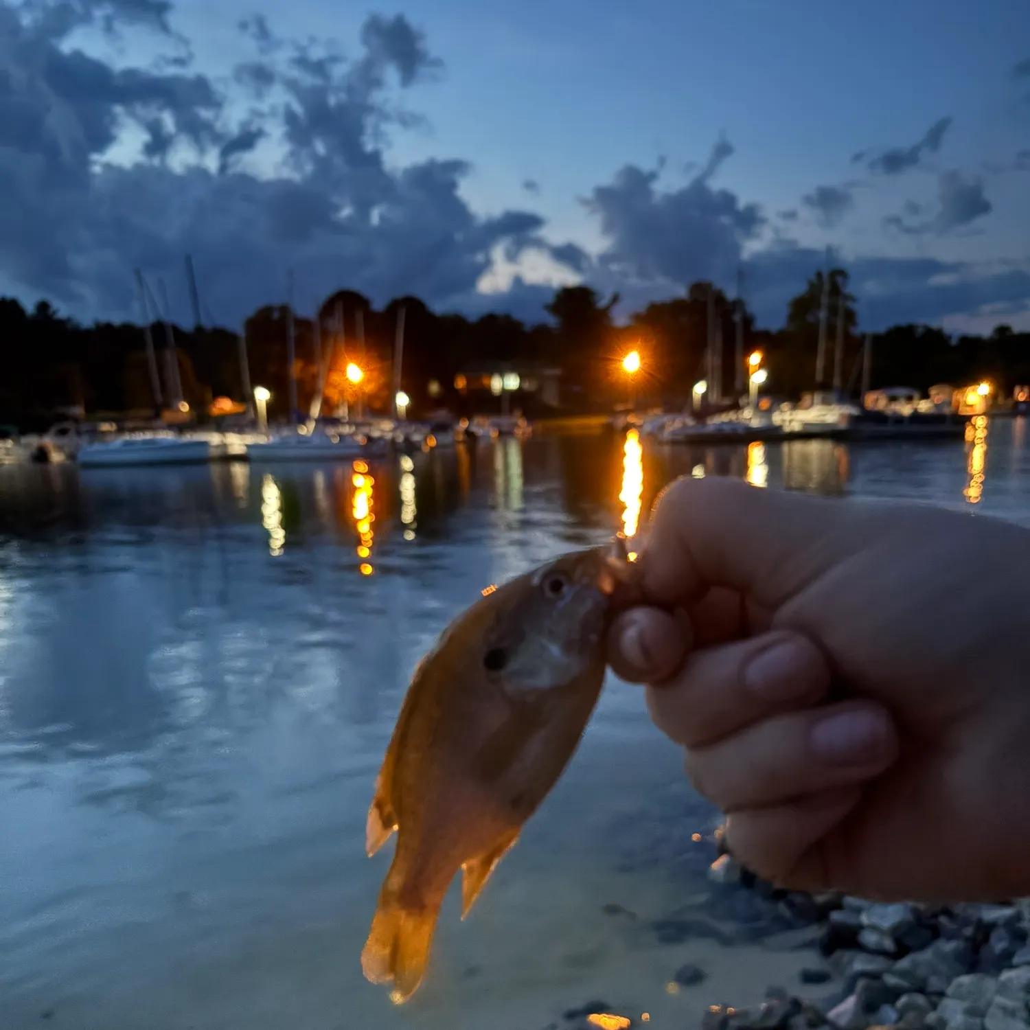 Bluegill caught on Fishbrain