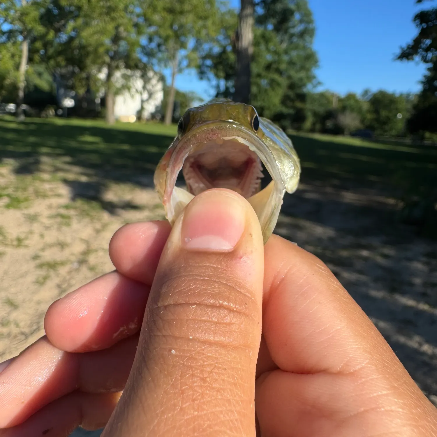 Fish caught on Fishbrain