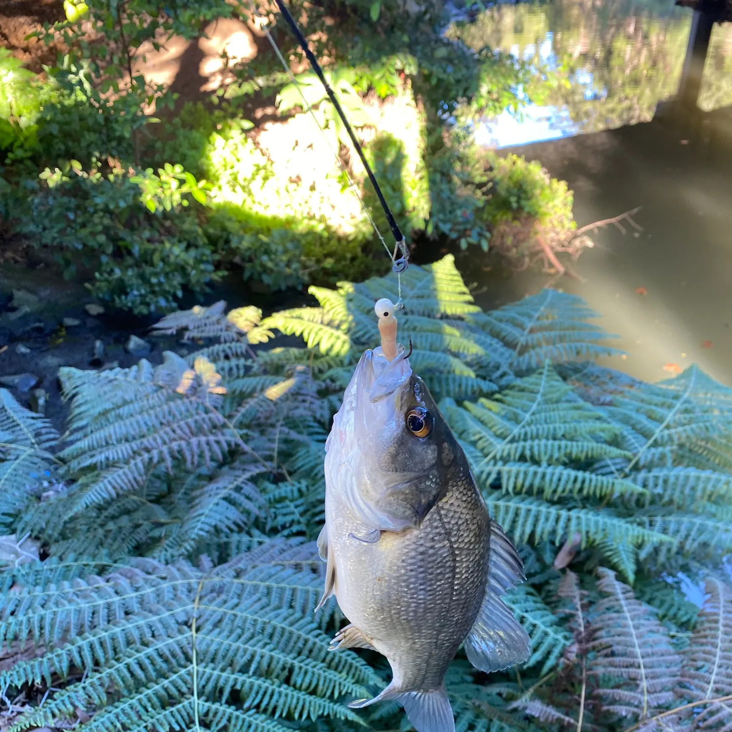 The most recent Bidyan perch catches on Fishbrain