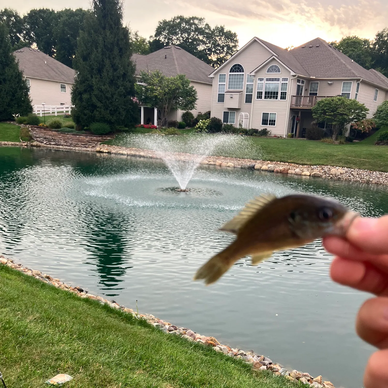 Green sunfish caught on Fishbrain