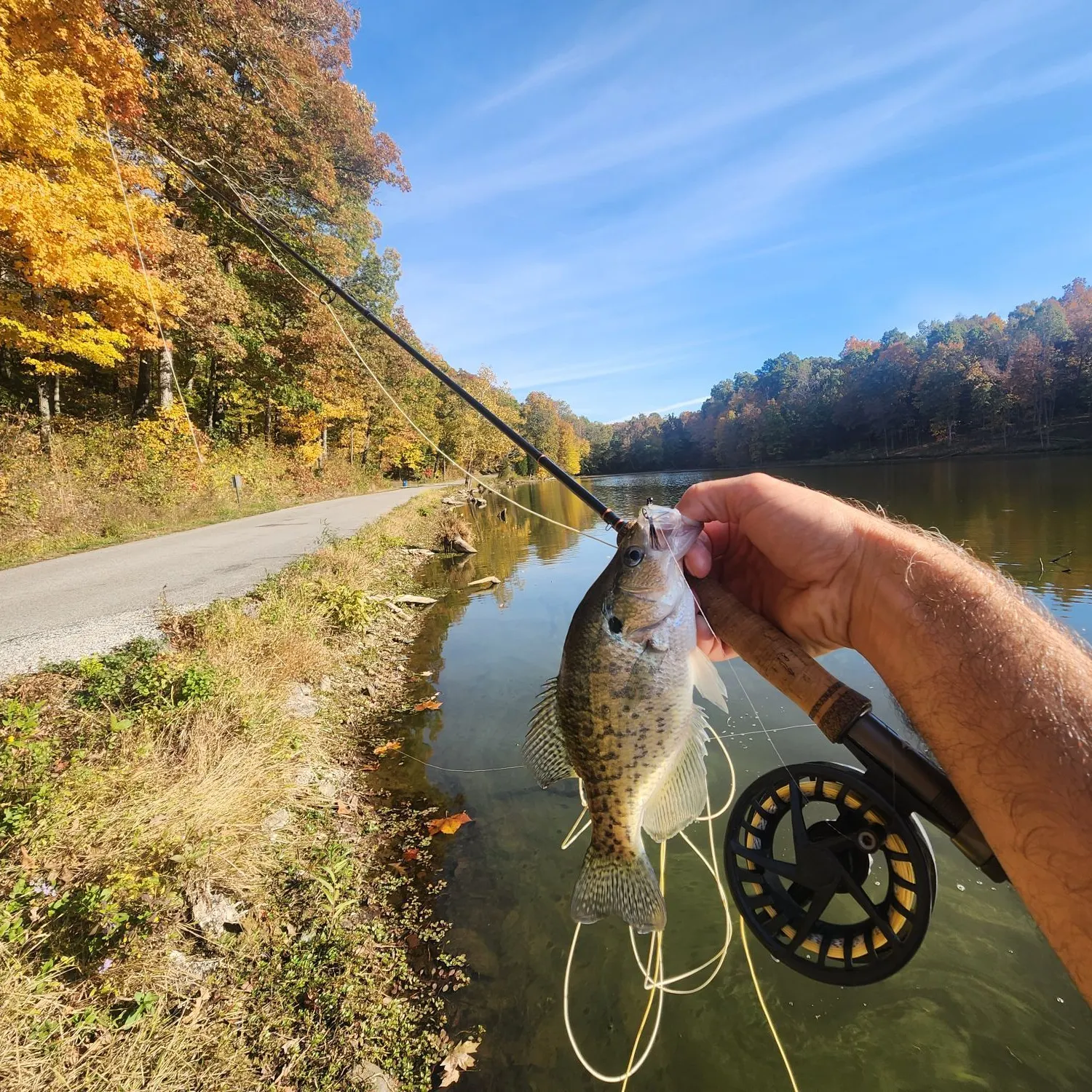 White crappie caught on Fishbrain