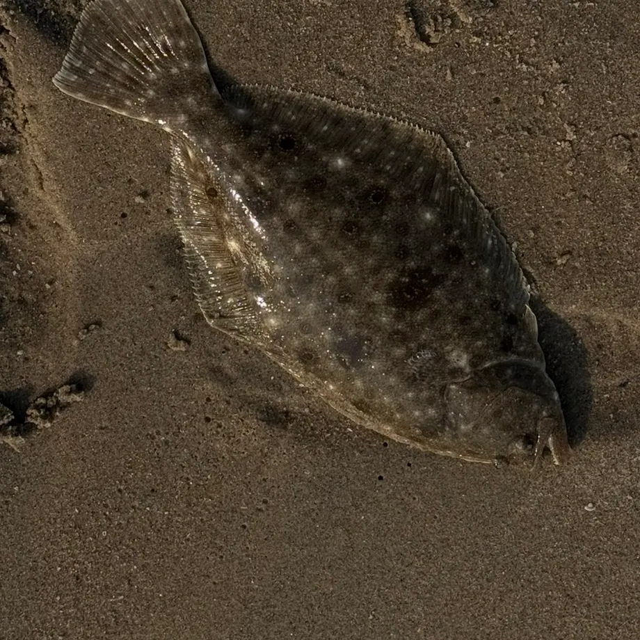 Summer flounder caught on Fishbrain