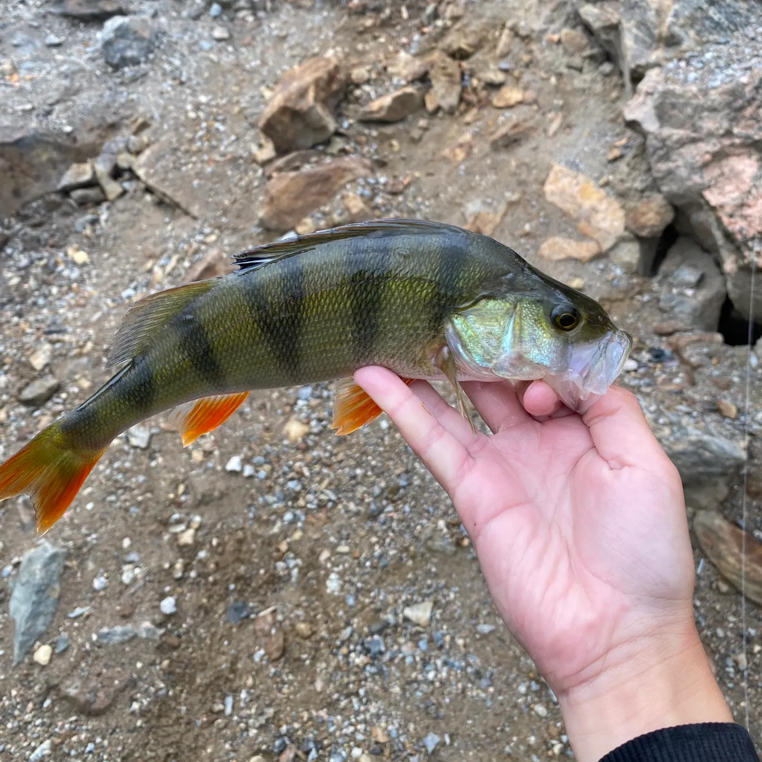 European perch caught on Fishbrain