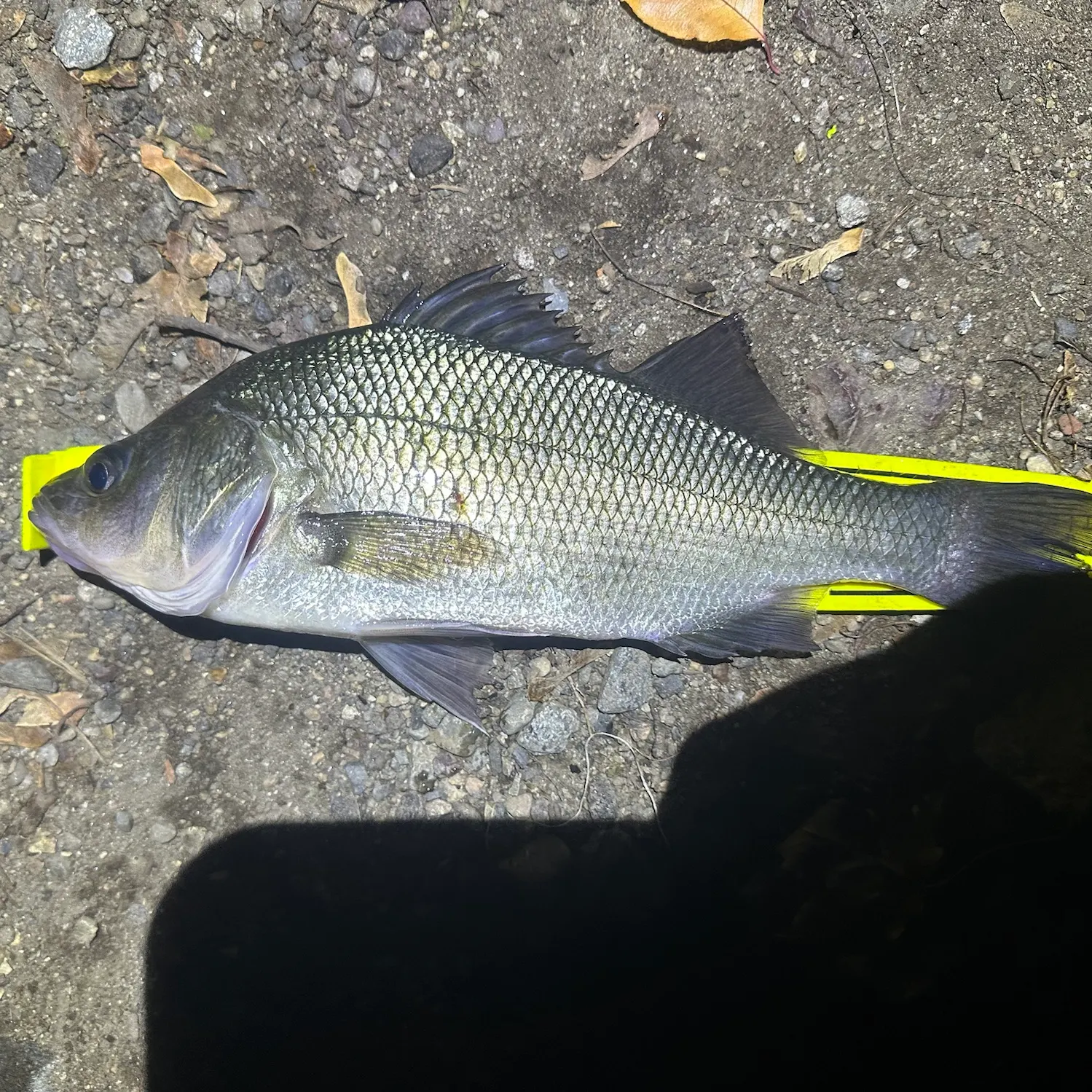 The most recent White perch catches on Fishbrain