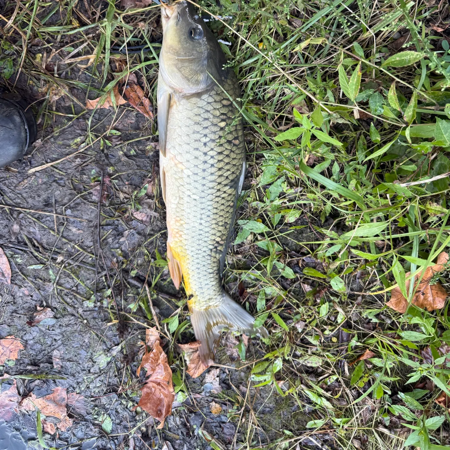 Common carp caught on Fishbrain