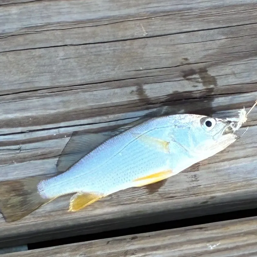 The most recent Silver perch catches on Fishbrain