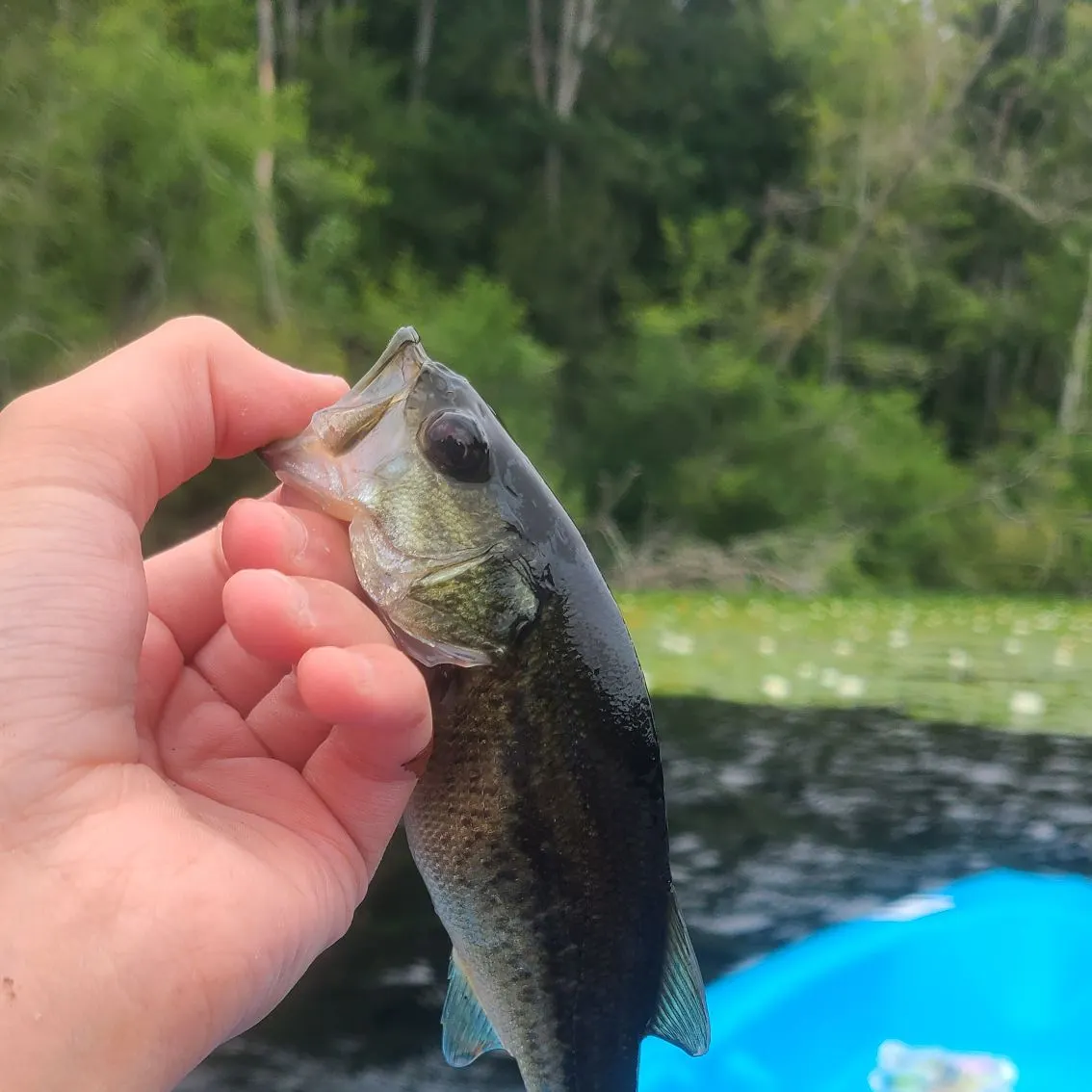 angler catch