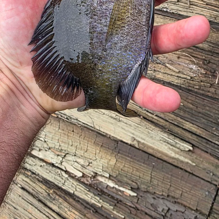 Bluegill caught on Fishbrain