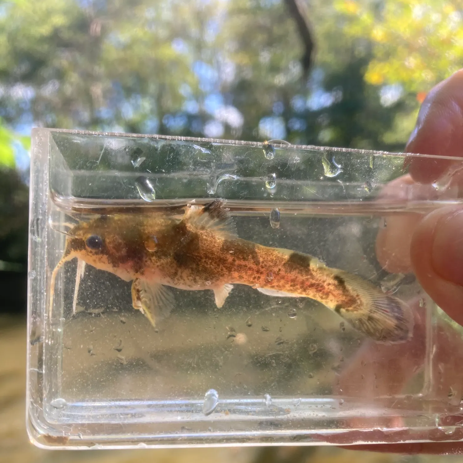 The most recent Brindled madtom catches on Fishbrain