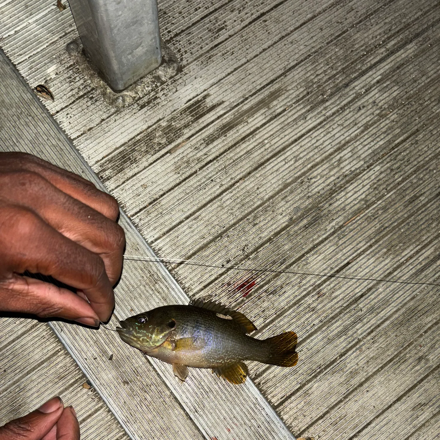 Green sunfish caught on Fishbrain