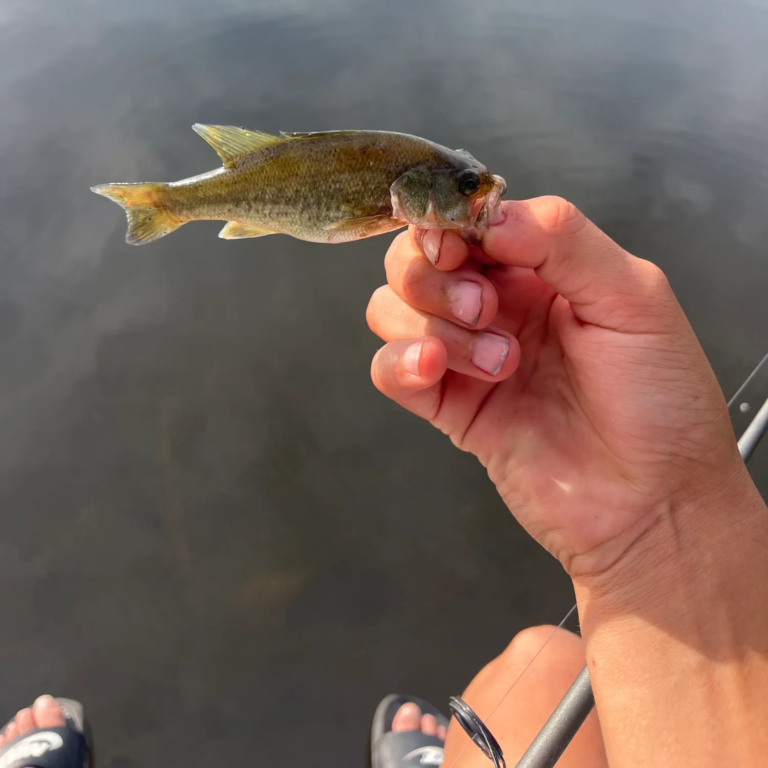 Spotted bass caught on Fishbrain