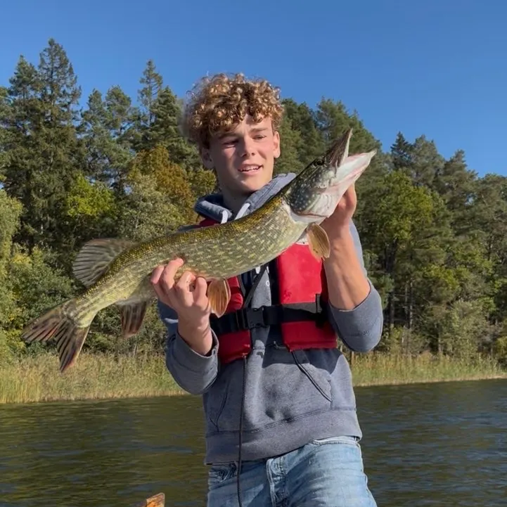 Northern pike caught on Fishbrain