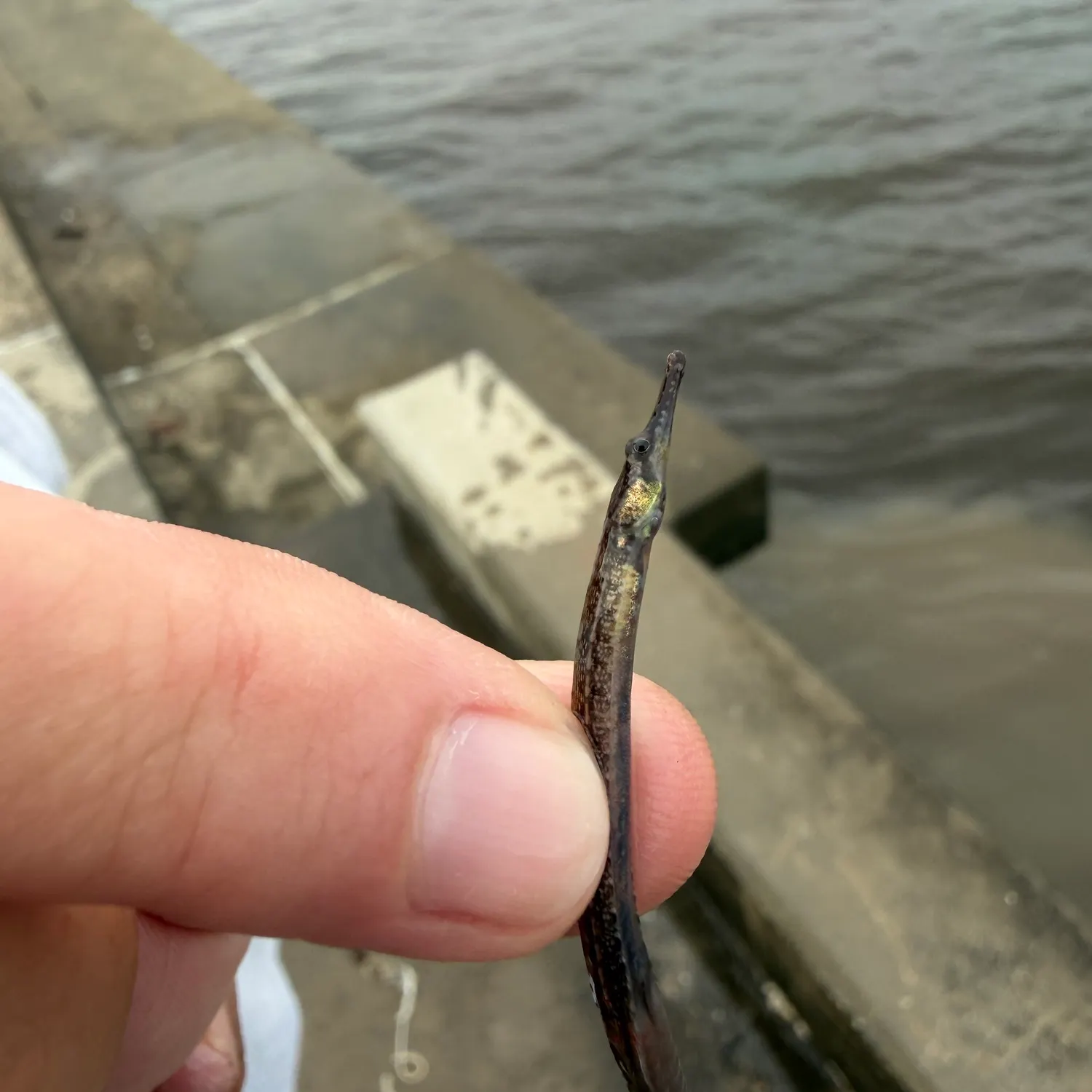The most recent Bellybarred pipefish catches on Fishbrain