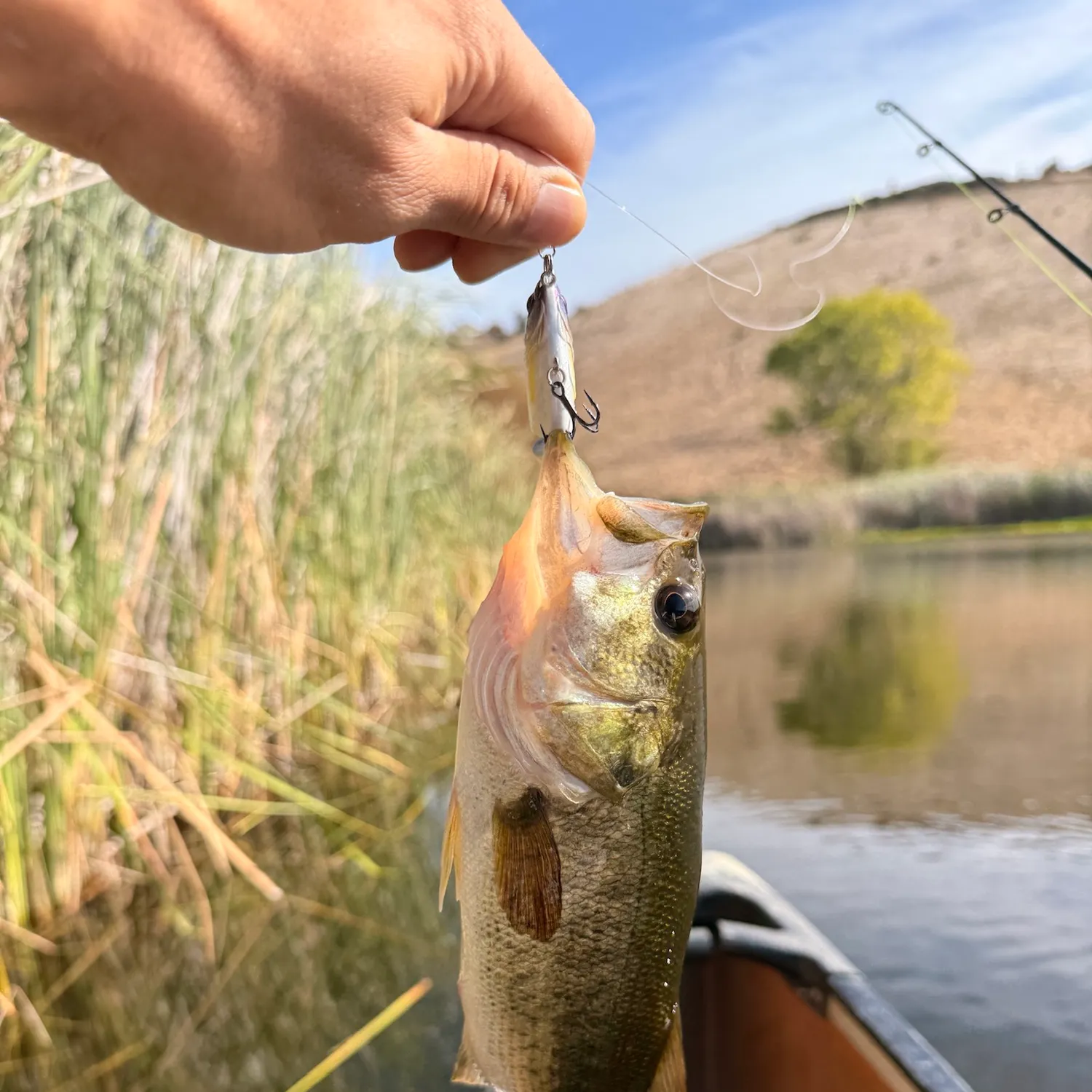 Largemouth bass caught on Fishbrain