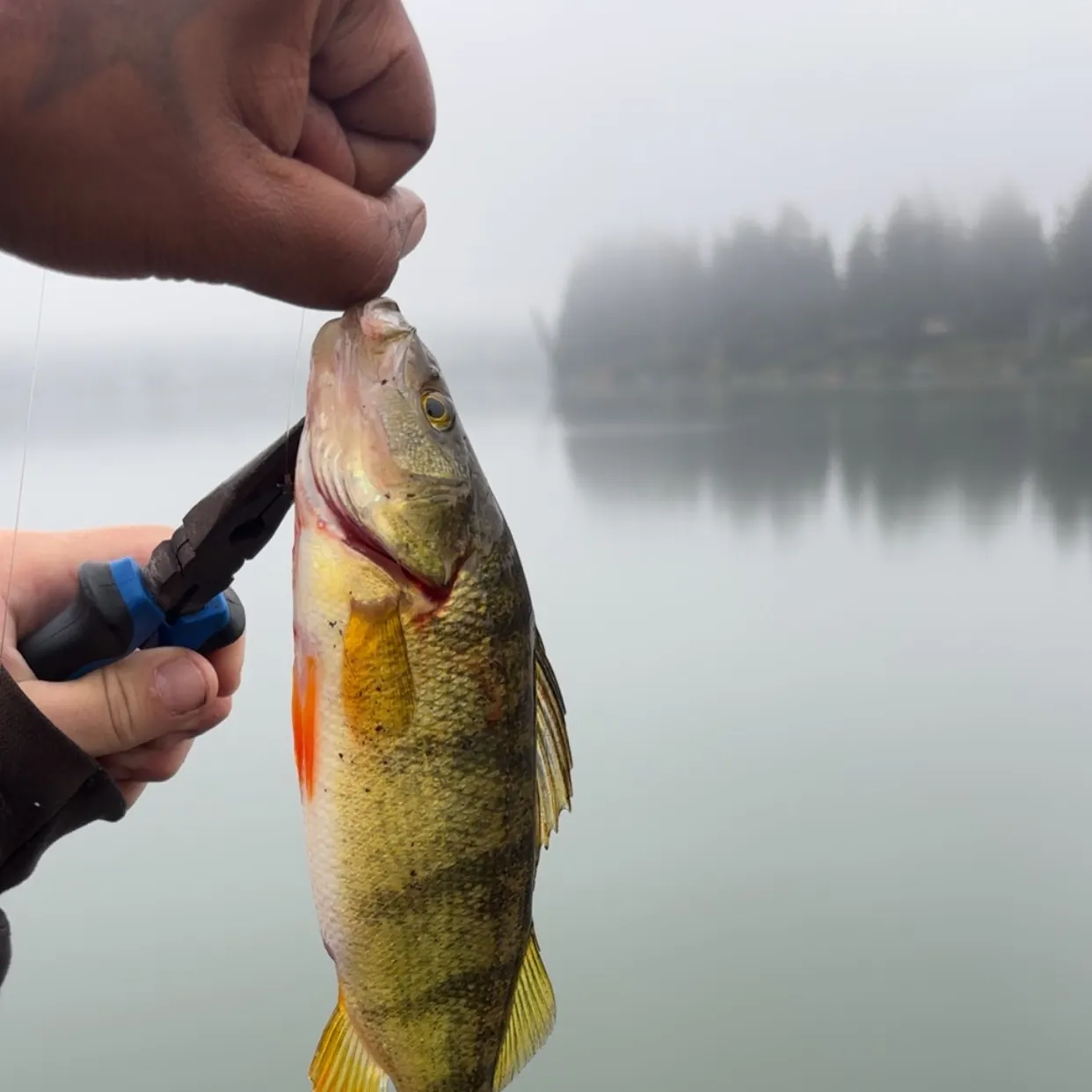 Yellow perch caught on Fishbrain