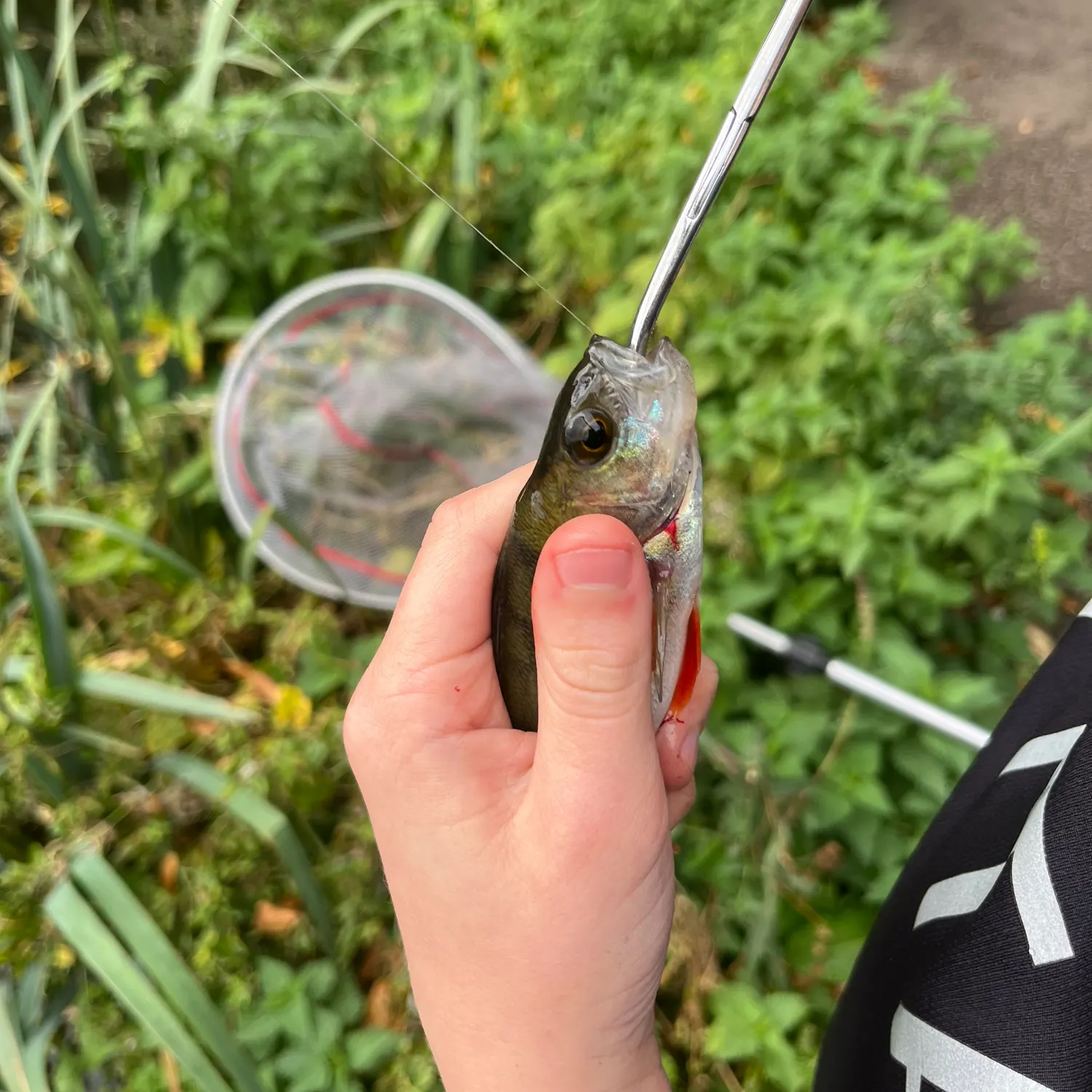 European perch caught on Fishbrain