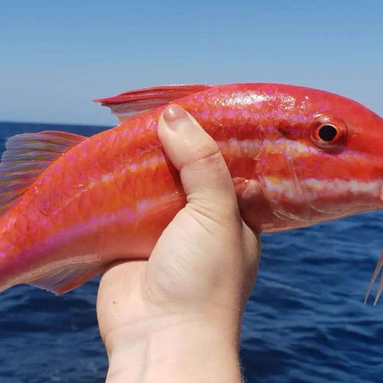 The most recent Emperor red snapper catches on Fishbrain