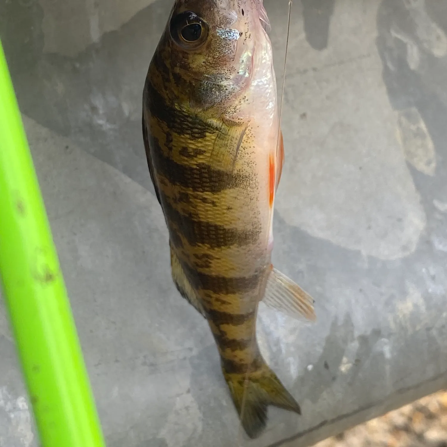 Yellow perch caught on Fishbrain