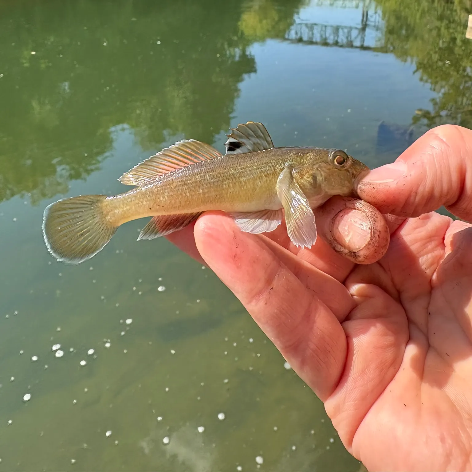 The most recent Round goby catches on Fishbrain