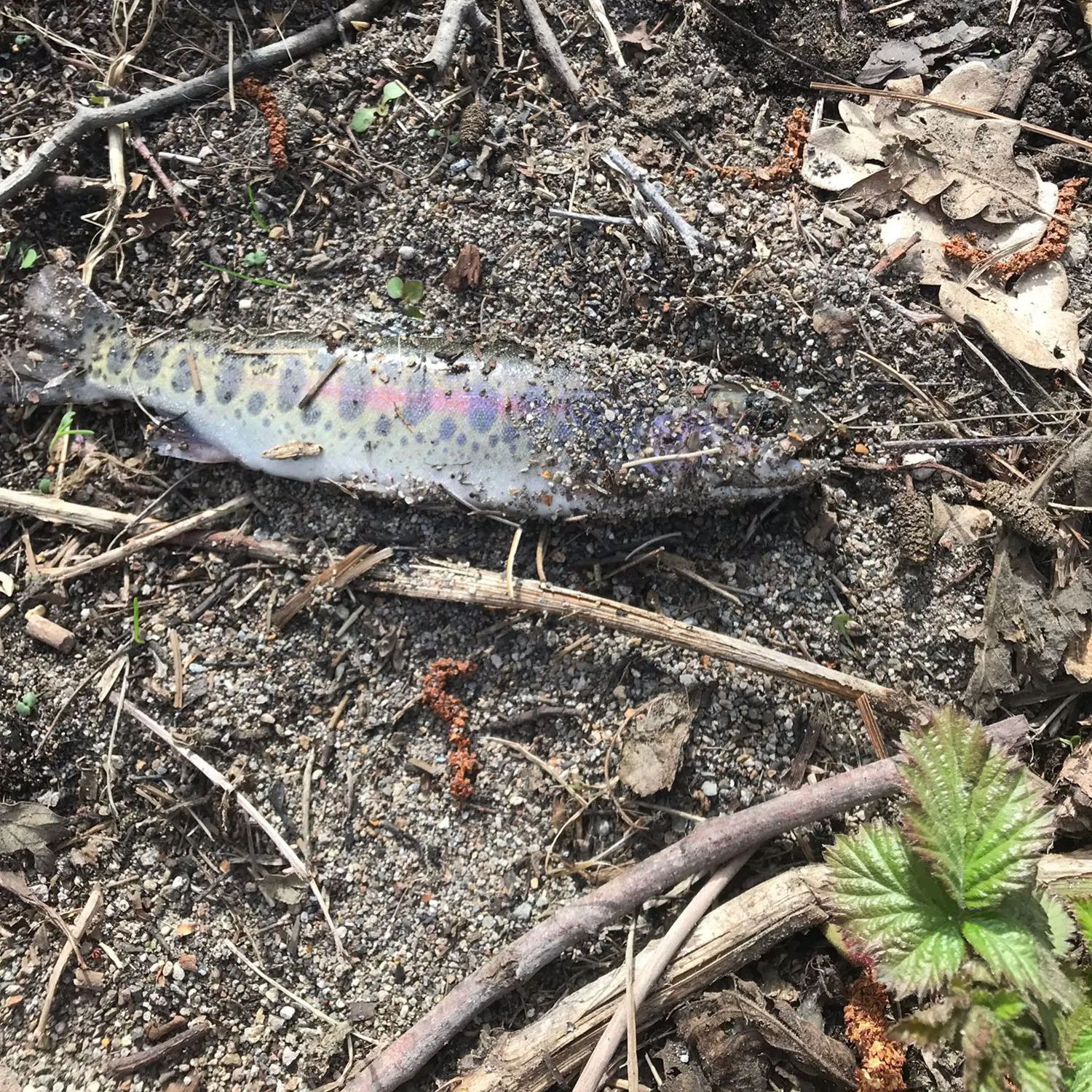Rainbow trout caught on Fishbrain