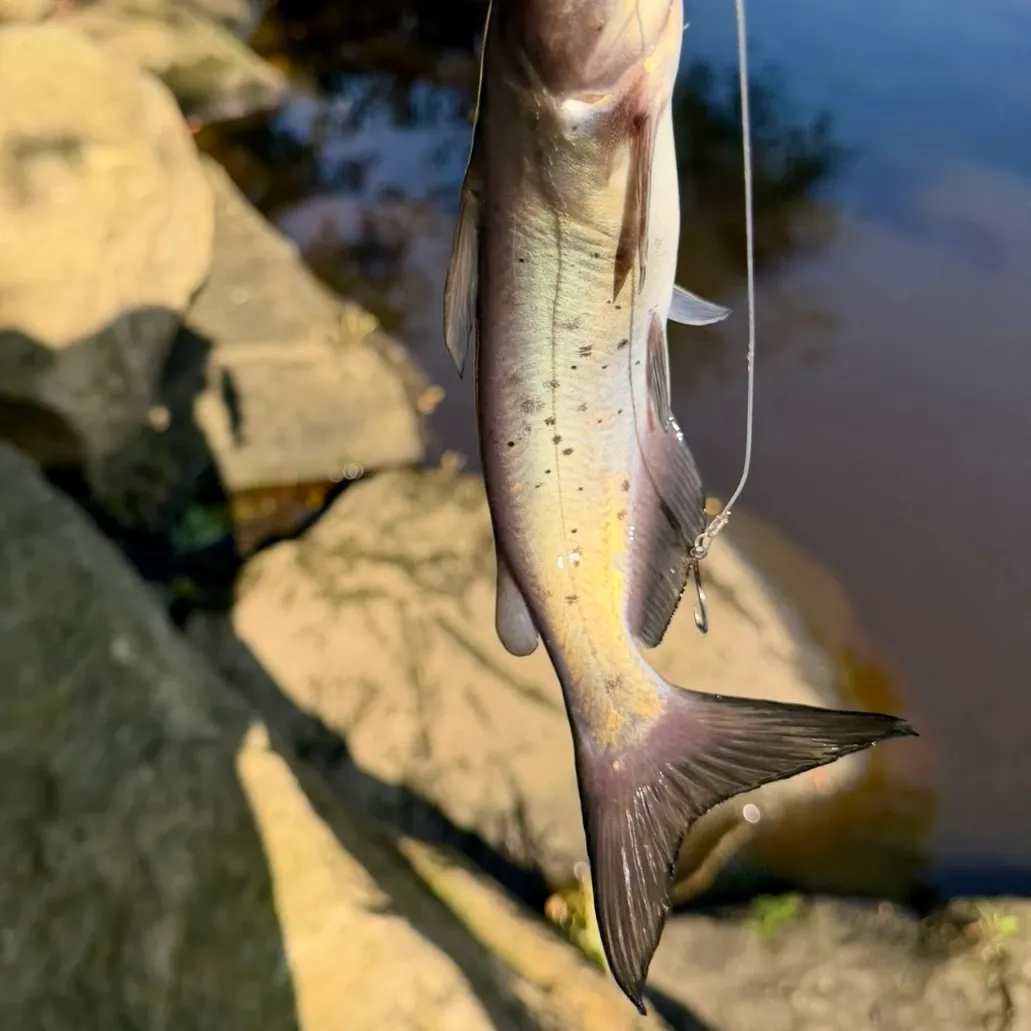 Channel catfish caught on Fishbrain