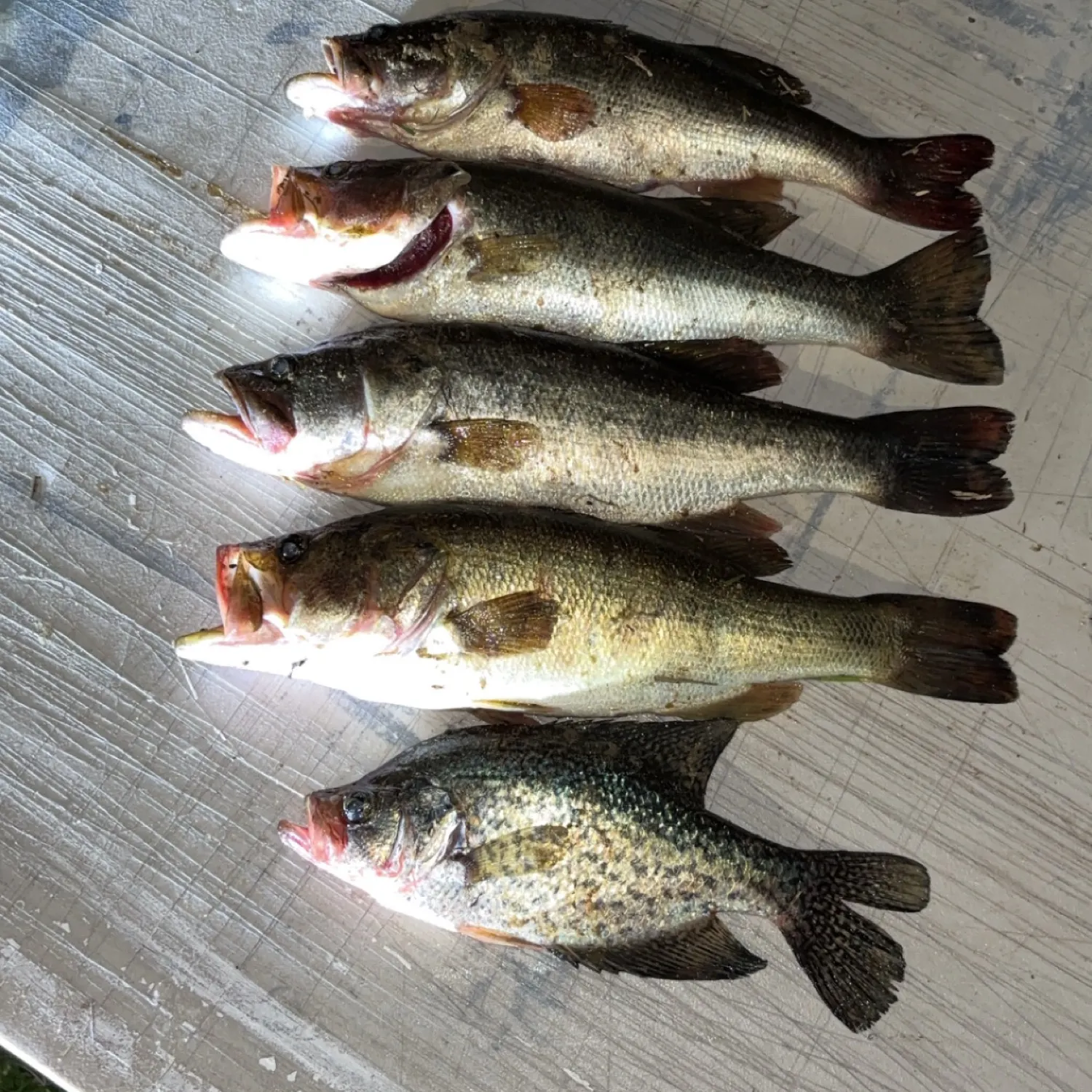 recently logged catches