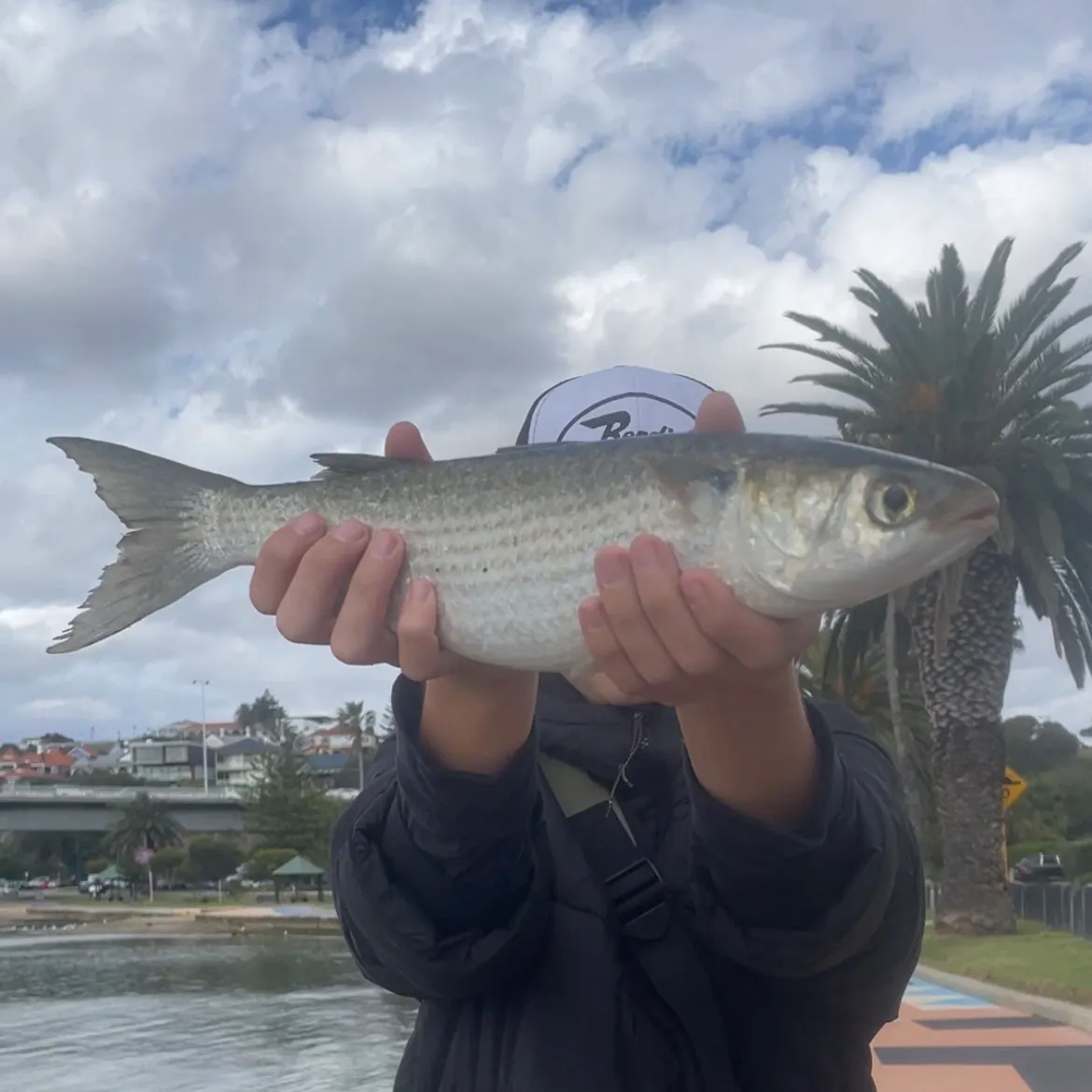 Striped mullet caught on Fishbrain