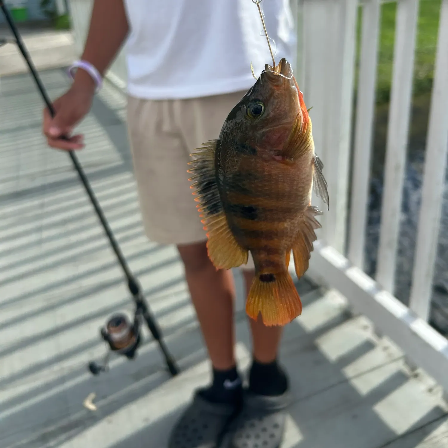 Spotted tilapia caught on Fishbrain