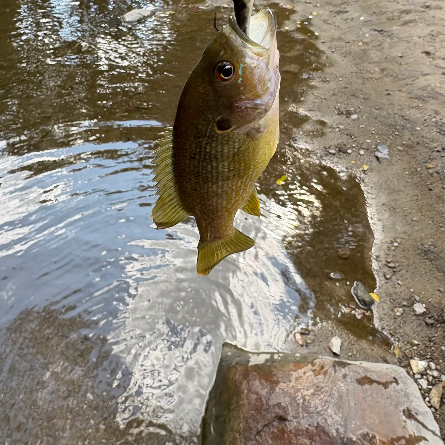 Green sunfish caught on Fishbrain