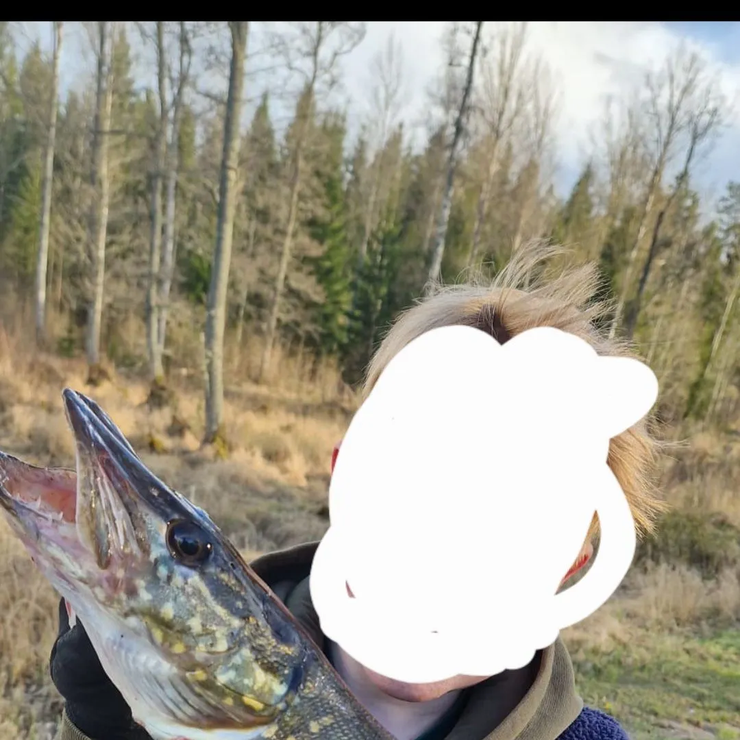 The most recent Northern pike catches on Fishbrain