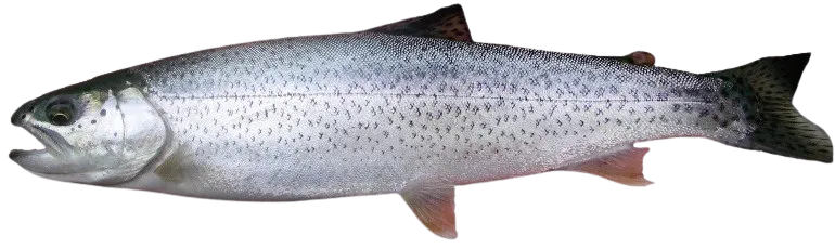 Coastal cutthroat trout