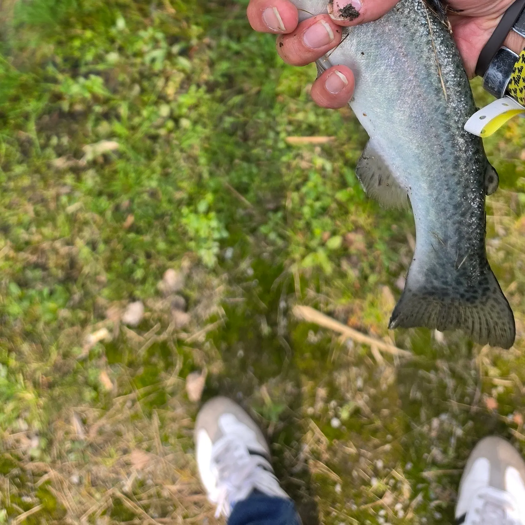 Rainbow trout caught on Fishbrain