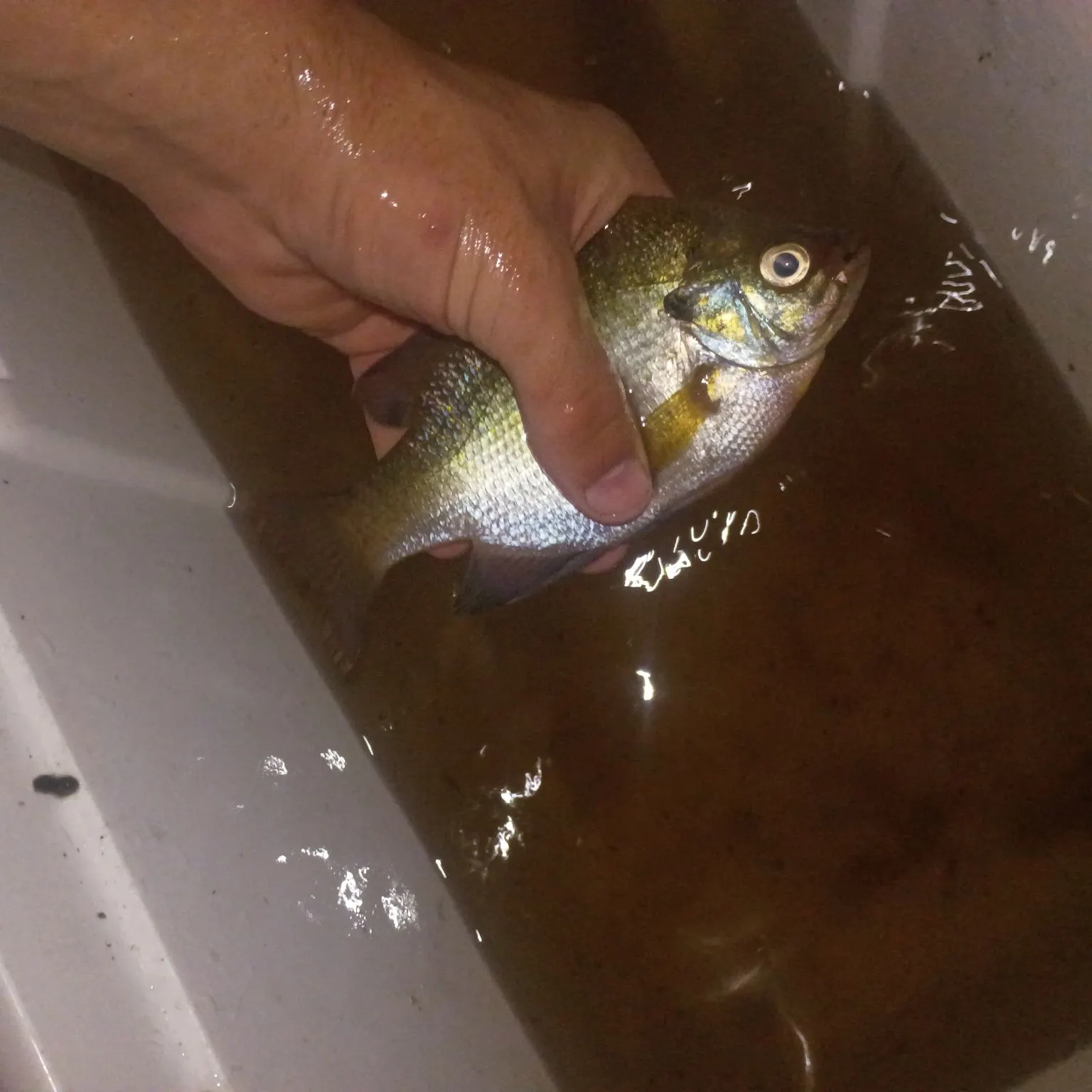 The most recent Silver perch catches on Fishbrain