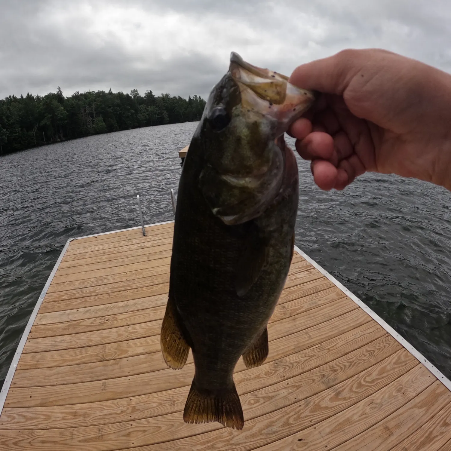 Smallmouth bass caught on Fishbrain