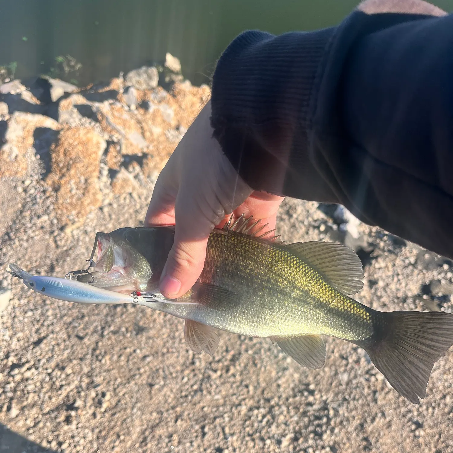 Largemouth bass caught on Fishbrain