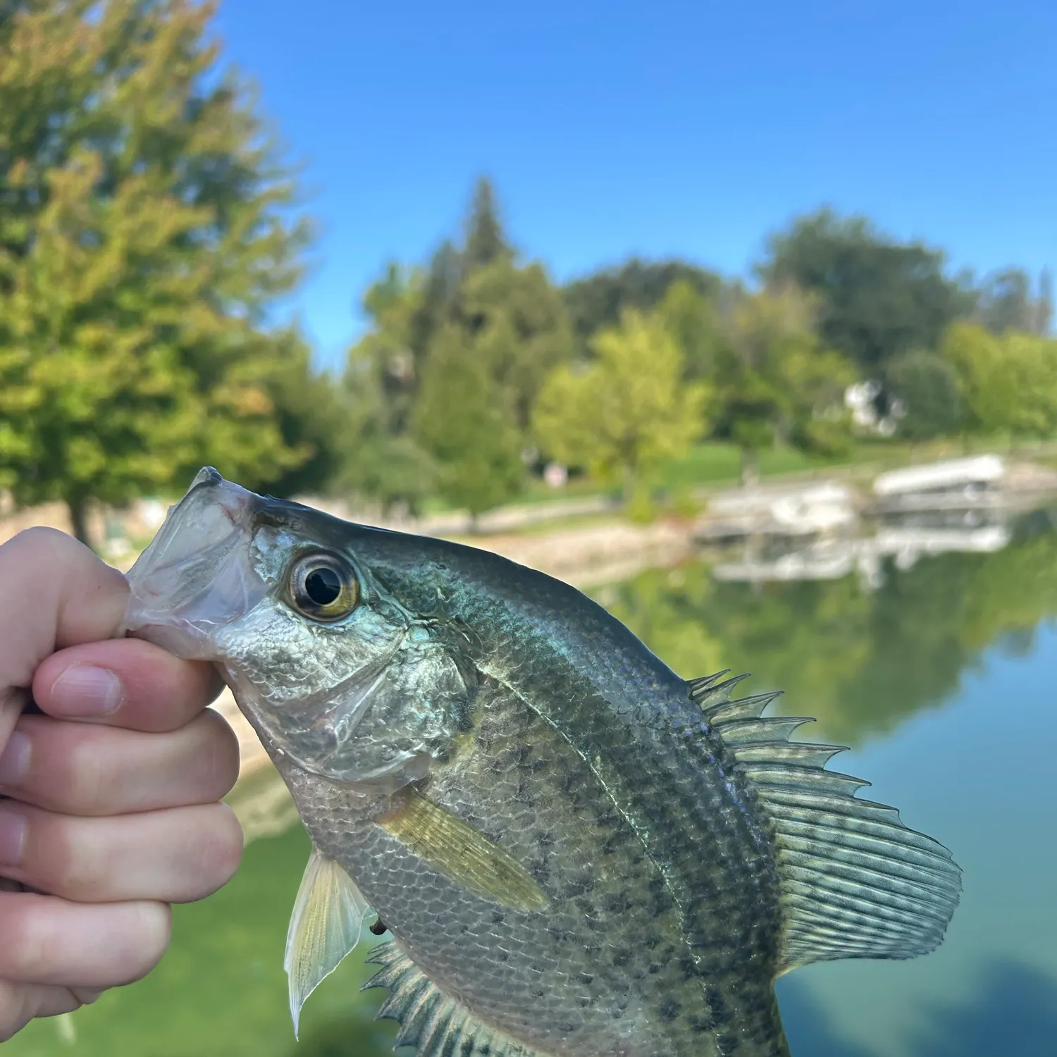 Black crappie caught on Fishbrain