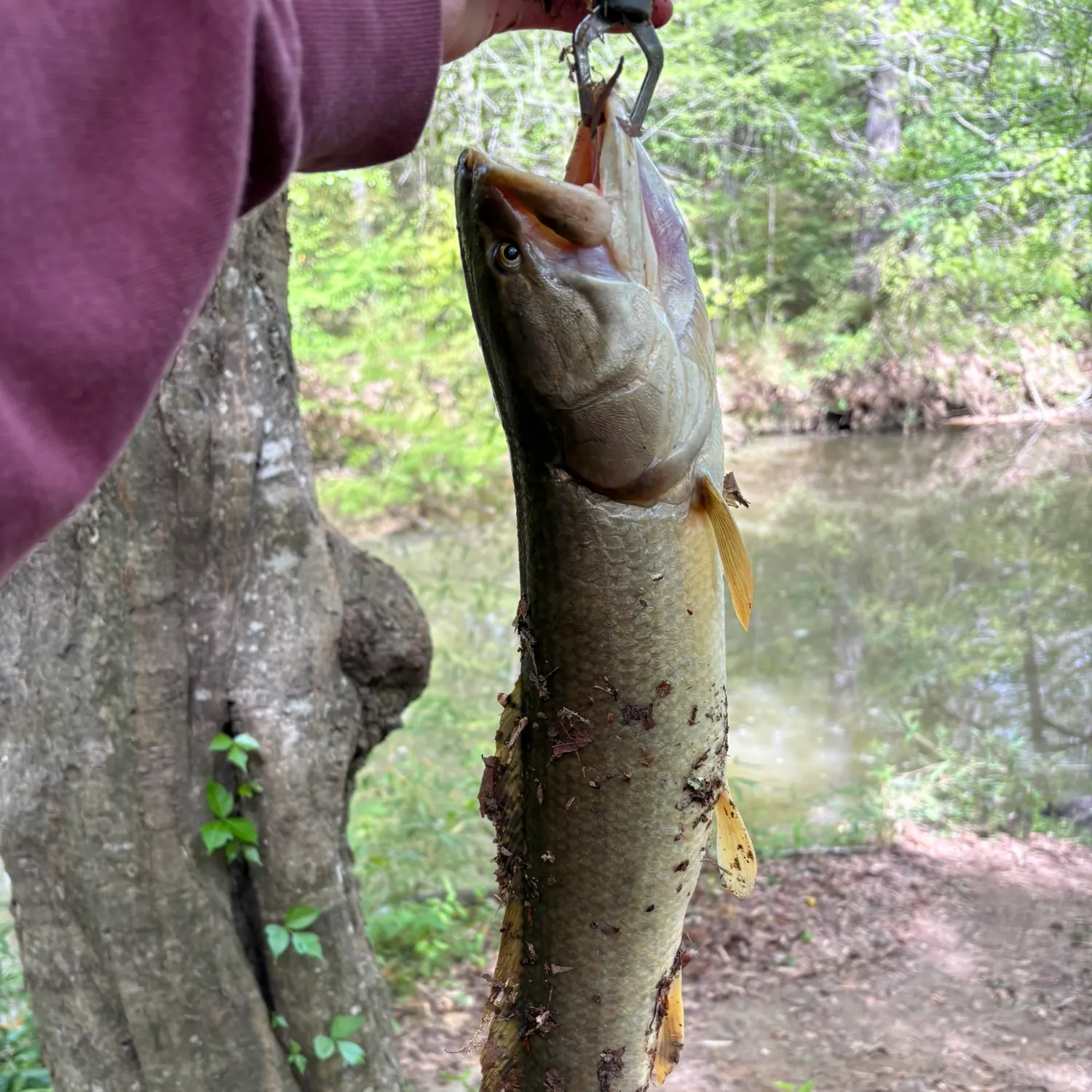 The most recent Ruddy bowfin catches on Fishbrain