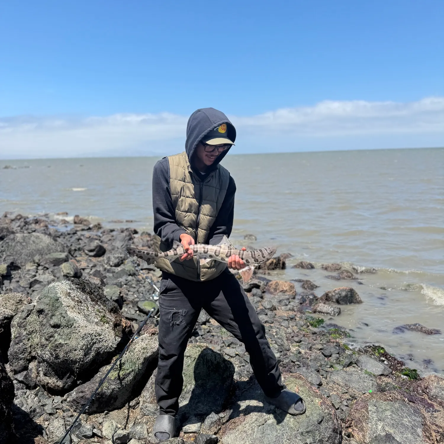 The most recent Leopard shark catches on Fishbrain