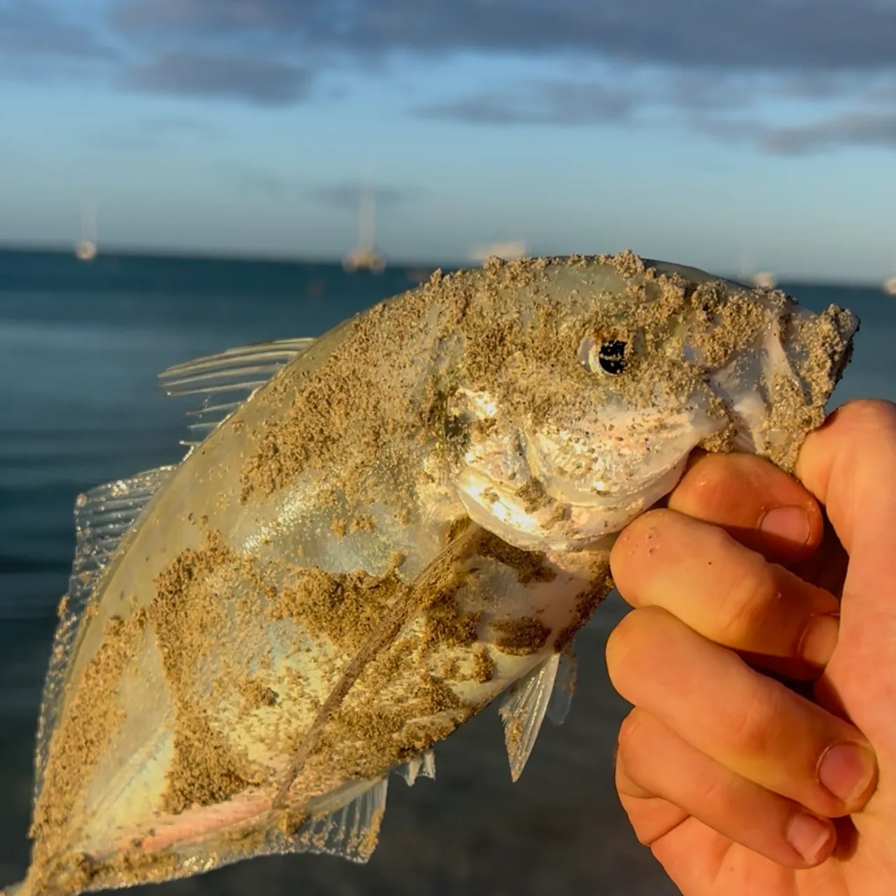The most recent Silver trevally catches on Fishbrain