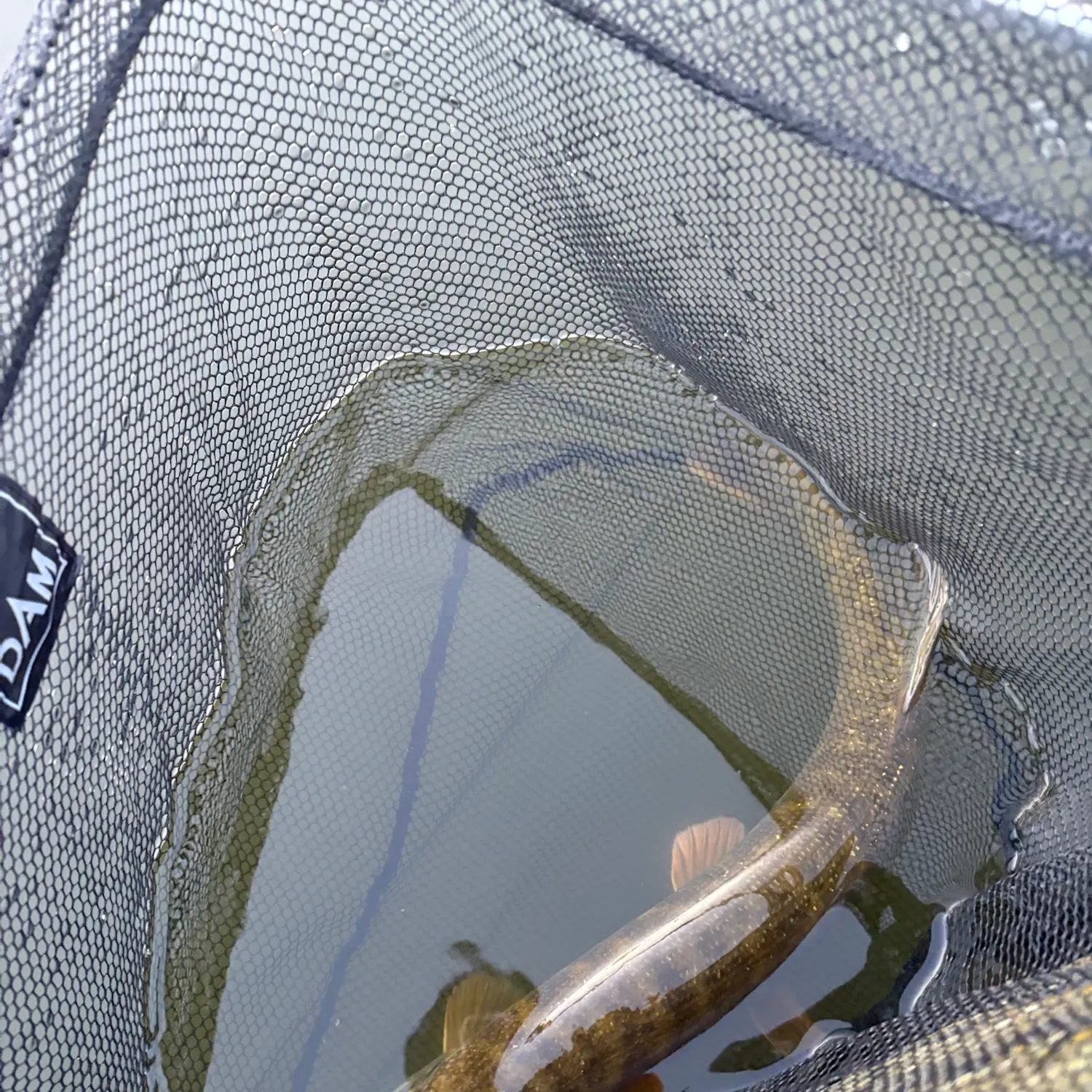 Northern pike caught on Fishbrain