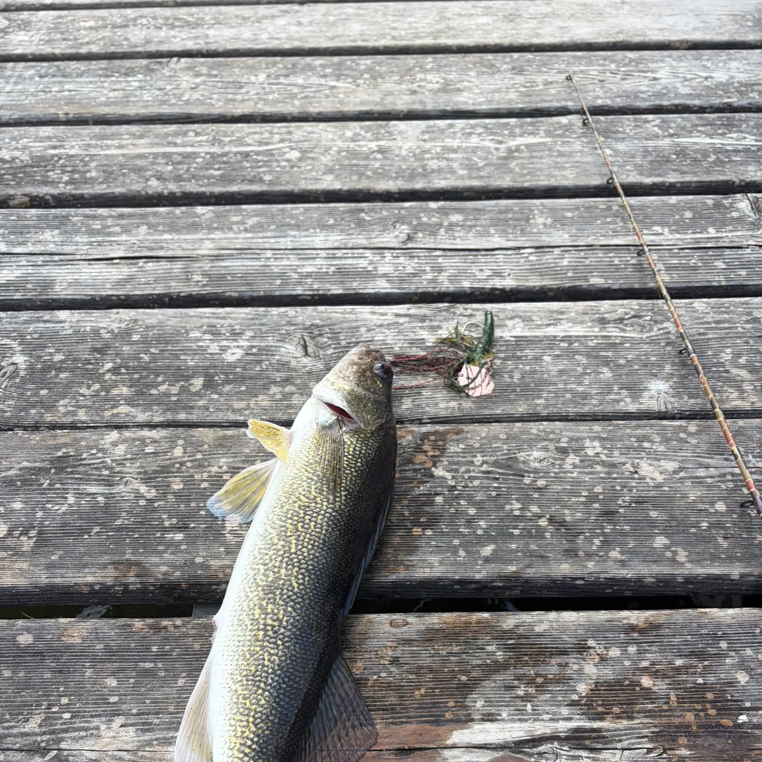 recently logged catches
