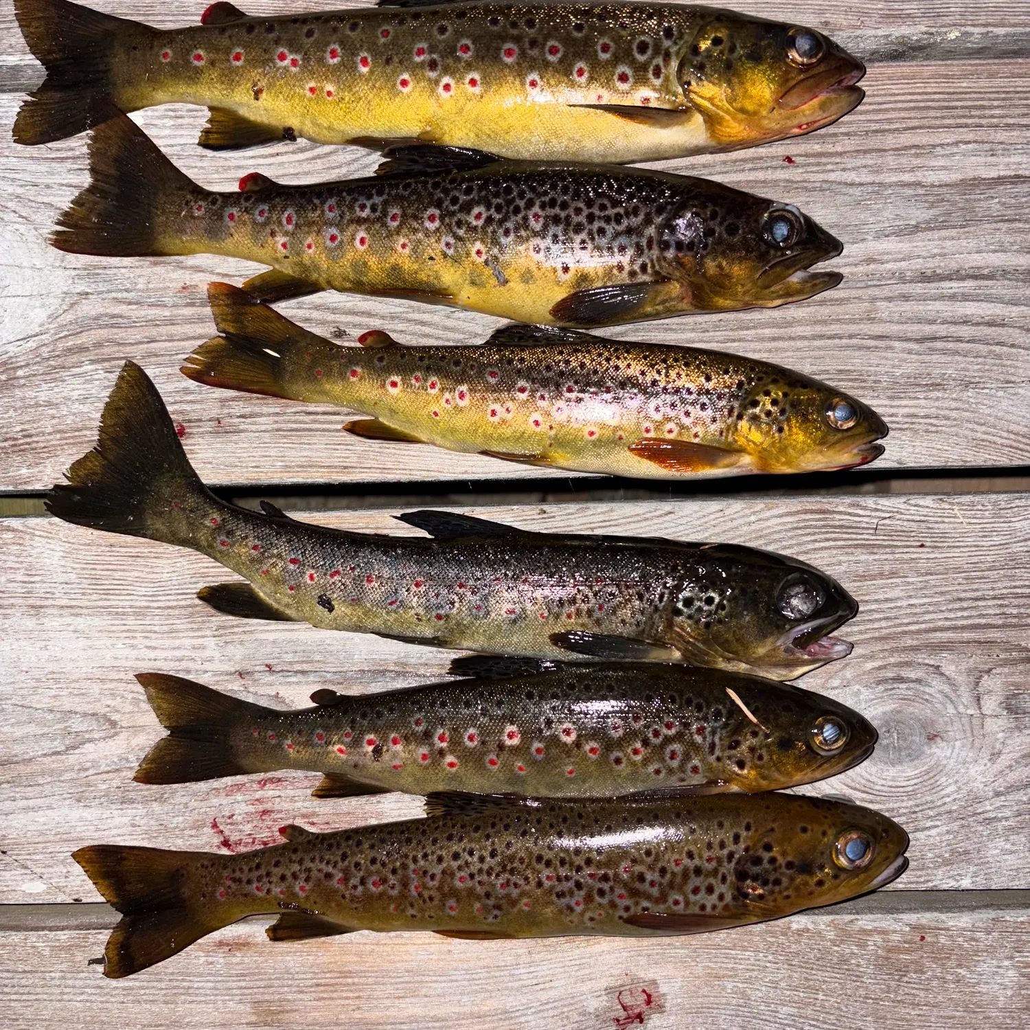 recently logged catches